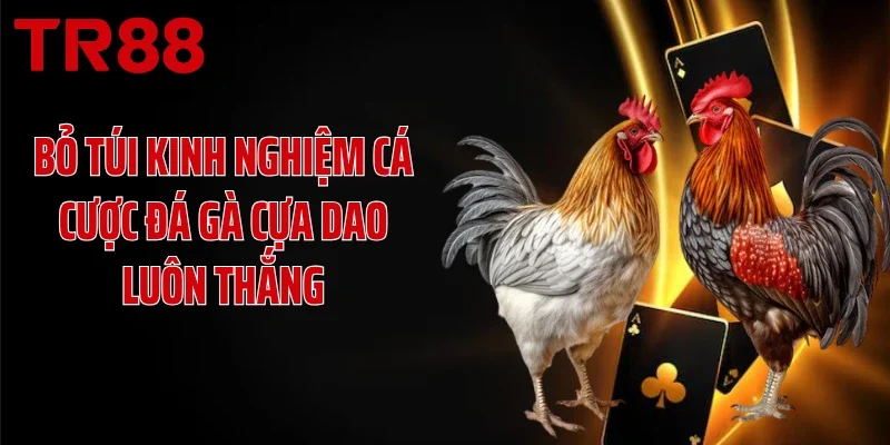 Bỏ túi kinh nghiệm cá cược đá gà cựa dao luôn thắng