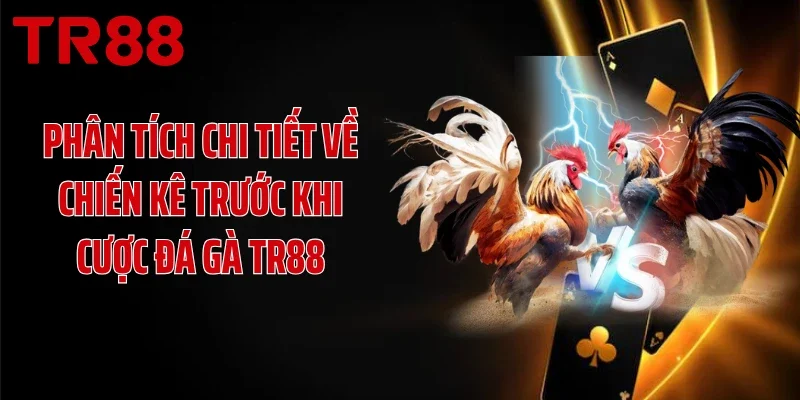 Phân tích chi tiết về chiến kê trước khi cược đá gà TR88