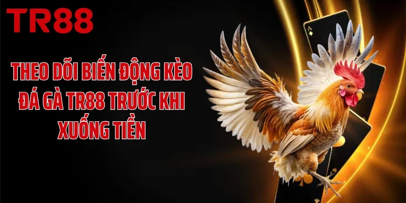 Theo dõi biến động kèo đá gà TR88 trước khi xuống tiền