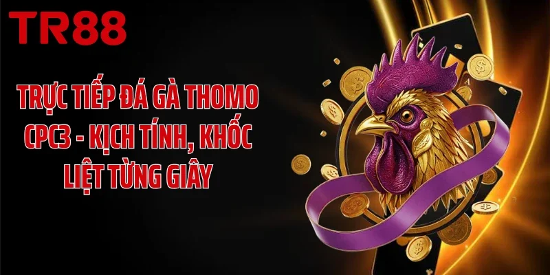 Trực Tiếp Đá Gà Thomo CPC3 - Kịch Tính, Khốc Liệt Từng Giây